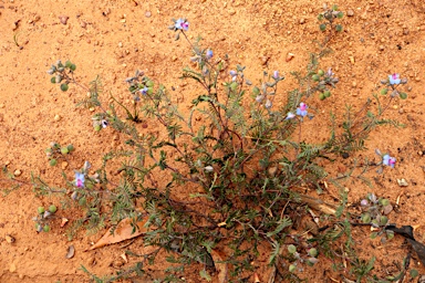 APII jpeg image of Gompholobium cyaninum  © contact APII