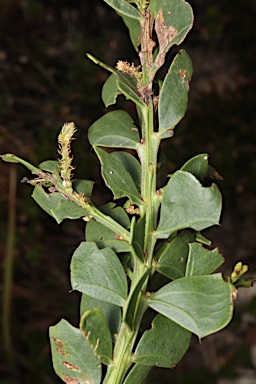 APII jpeg image of Acacia littorea  © contact APII