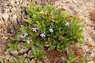 APII jpeg image of Lobelia anceps  © contact APII