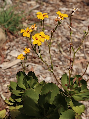 APII jpeg image of Goodenia brendannarum  © contact APII