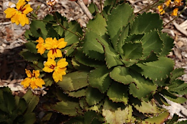 APII jpeg image of Goodenia brendannarum  © contact APII