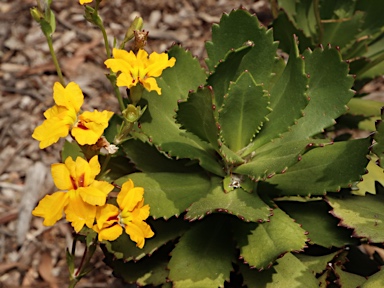 APII jpeg image of Goodenia brendannarum  © contact APII