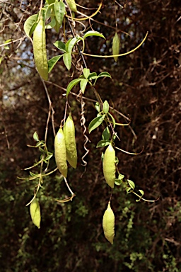 APII jpeg image of Pandorea pandorana  © contact APII