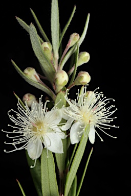 APII jpeg image of Austromyrtus tenuifolia  © contact APII