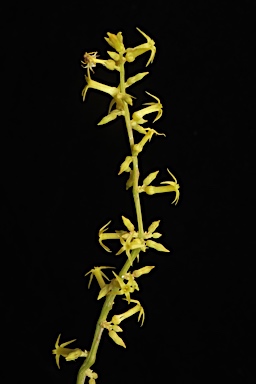 APII jpeg image of Stackhousia viminea  © contact APII