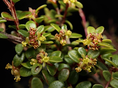 APII jpeg image of Pseudanthus orbicularis  © contact APII