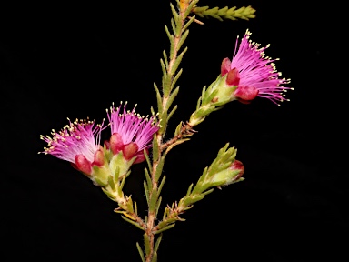 APII jpeg image of Eremaea purpurea  © contact APII