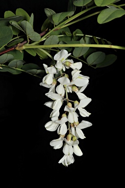 APII jpeg image of Robinia pseudoacacia  © contact APII