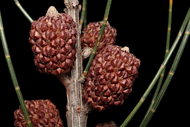 APII jpeg image of Allocasuarina glareicola  © contact APII