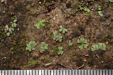APII jpeg image of Riccia crozalsii  © contact APII