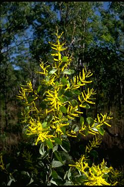 APII jpeg image of Acacia dimidiata  © contact APII
