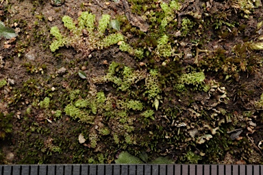 APII jpeg image of Fossombronia  © contact APII