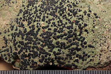 APII jpeg image of Lecidea ochroleuca  © contact APII