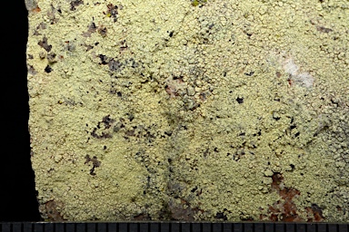 APII jpeg image of Pertusaria xanthoplaca  © contact APII