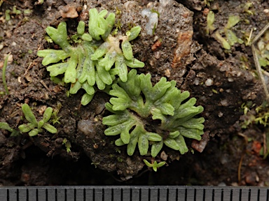 APII jpeg image of Riccia subbifurca  © contact APII