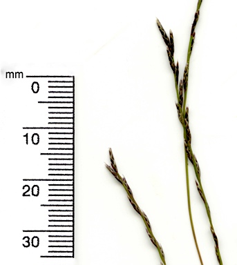 APII jpeg image of Tripogonella loliiformis  © contact APII