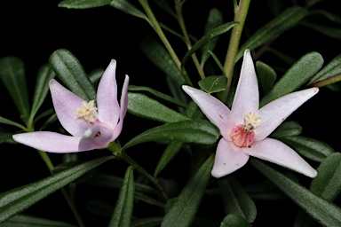 APII jpeg image of Crowea 'Pink Blush'  © contact APII