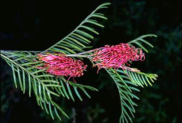 APII jpeg image of Grevillea 'Poorinda Gaye'  © contact APII