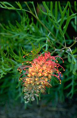 APII jpeg image of Grevillea 'Superb'  © contact APII