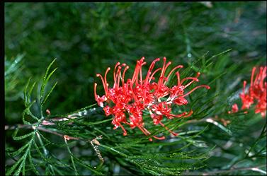 APII jpeg image of Grevillea 'Jester'  © contact APII