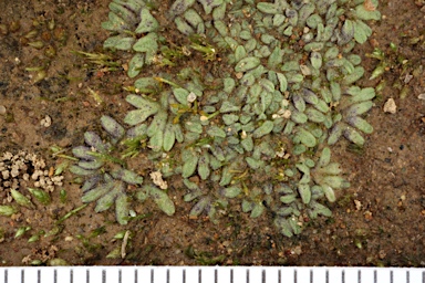 APII jpeg image of Riccia subbifurca  © contact APII