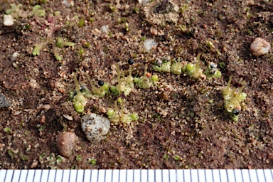 APII jpeg image of Fossombronia pseudointestinalis  © contact APII