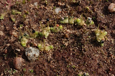 APII jpeg image of Fossombronia pseudointestinalis  © contact APII