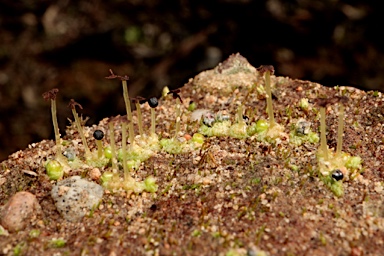 APII jpeg image of Fossombronia pseudointestinalis  © contact APII