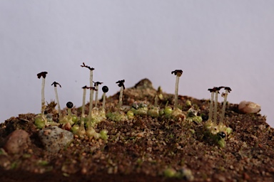 APII jpeg image of Fossombronia pseudointestinalis  © contact APII