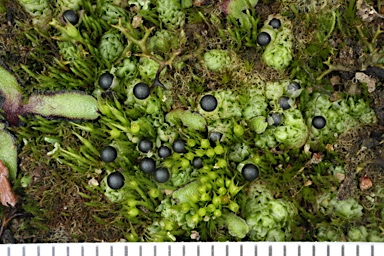 APII jpeg image of Fossombronia pseudointestinalis  © contact APII
