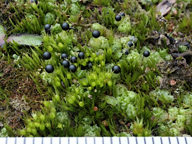 APII jpeg image of Fossombronia pseudointestinalis  © contact APII