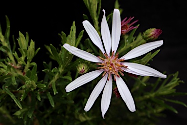 APII jpeg image of Olearia tenuifolia  © contact APII