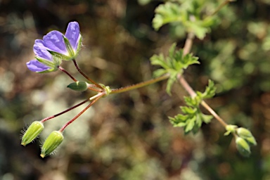 APII jpeg image of Erodium crinitum  © contact APII