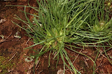 APII jpeg image of Isoetopsis graminifolia  © contact APII