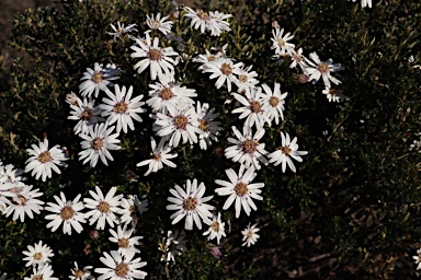 APII jpeg image of Olearia iodochroa  © contact APII
