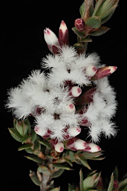 APII jpeg image of Styphelia attenuata  © contact APII