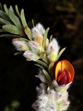 APII jpeg image of Gastrolobium punctatum  © contact APII