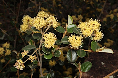 APII jpeg image of Pomaderris cocoparrana  © contact APII