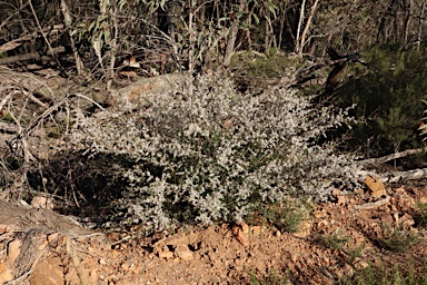 APII jpeg image of Leptospermum divaricatum  © contact APII