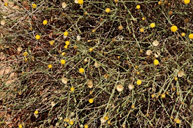 APII jpeg image of Leiocarpa semicalva subsp. semicalva  © contact APII