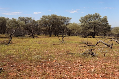 APII jpeg image of Goodenia glabrata  © contact APII