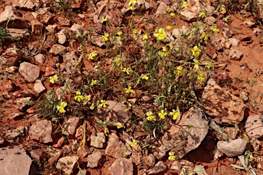 APII jpeg image of Goodenia glabrata  © contact APII