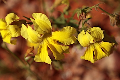 APII jpeg image of Goodenia glabrata  © contact APII