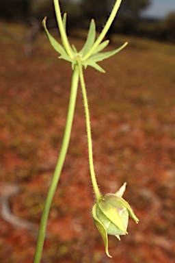 APII jpeg image of Goodenia glabrata  © contact APII