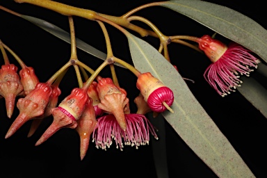 APII jpeg image of Eucalyptus torquata  © contact APII