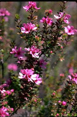 APII jpeg image of Bauera sessiliflora  © contact APII
