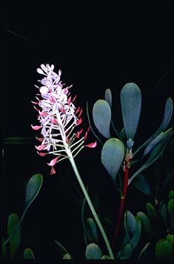 APII jpeg image of Bellendena montana  © contact APII