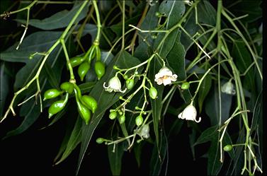 APII jpeg image of Brachychiton populneus  © contact APII