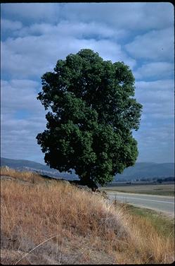 APII jpeg image of Brachychiton populneus  © contact APII