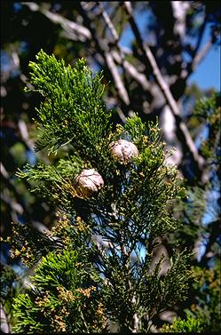 APII jpeg image of Callitris gracilis  © contact APII